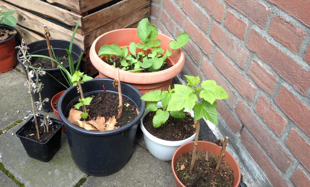 moestuin in potten op een balkon in utrecht